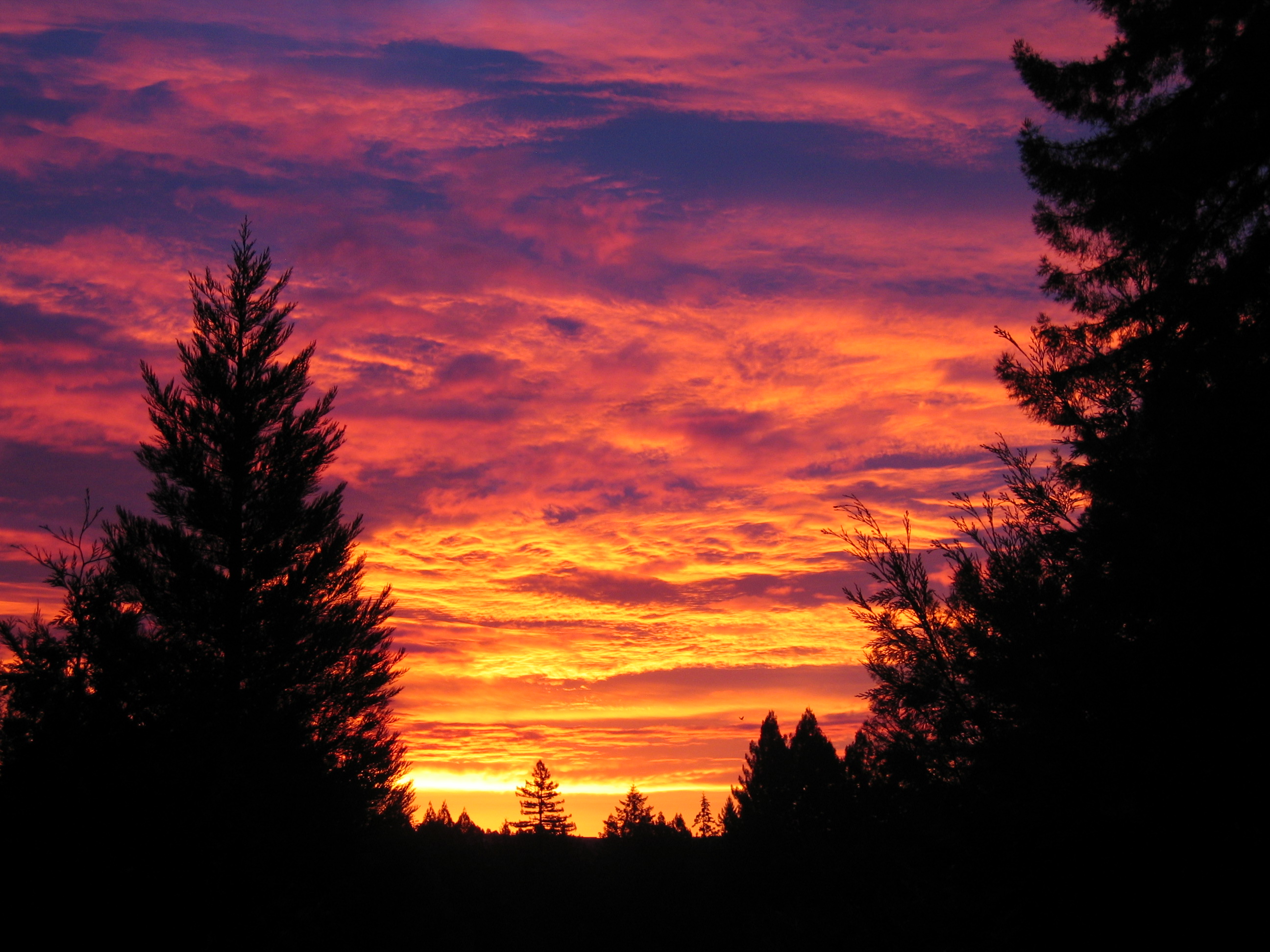 Sunrise over 2G Rose Australian Shepherds